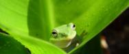 assets/Uploads/_resampled/SetWidth188-frog.jpg